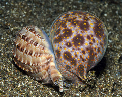 Harpa articularis