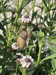 Phidippus