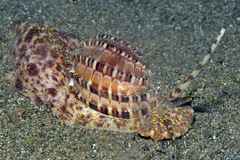 Harpa articularis