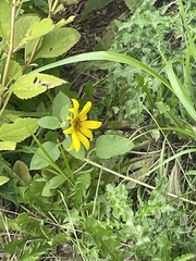 Helianthus hirsutus