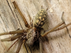 Eratigena atrica