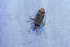 Phytocoris