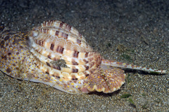 Harpa articularis