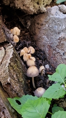 Coprinellus micaceus