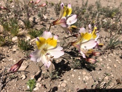 Alstroemeria leporina