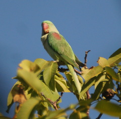 Psittacula eupatria