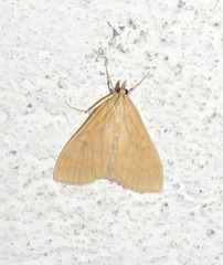 Pyraustini
