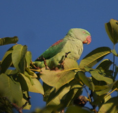 Psittacula eupatria