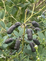 Baptisia