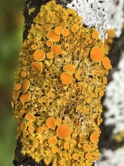 Xanthomendoza hasseana