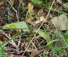 Liparis loeselii