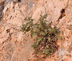 Scrophularia heterophylla