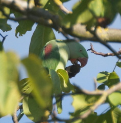 Psittacula eupatria