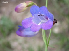Penstemon