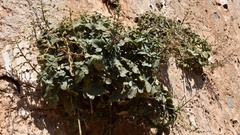 Scrophularia heterophylla