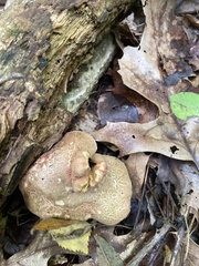 Aureoboletus innixus