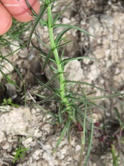 Penstemon