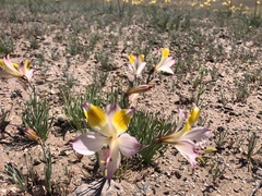 Alstroemeria leporina