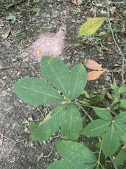Aesculus flava