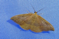 Watsonalla cultraria