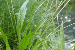 Podosphaera plantaginis