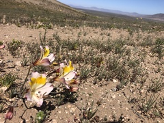 Alstroemeria leporina