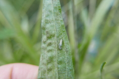 Macrosteles