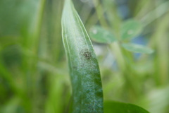 Podosphaera plantaginis