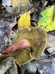 Aureoboletus innixus
