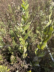 Silphium integrifolium