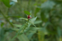 Bayeriola salicariae