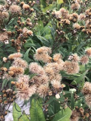 Vernonia fasciculata