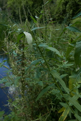 Bayeriola salicariae