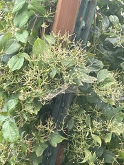 Clematis