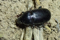 Zabrus tenebrioides