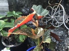 Begonia lucerna