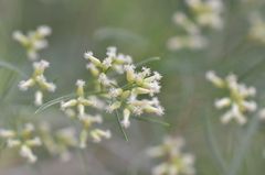 Baccharis neglecta