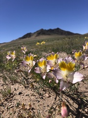 Alstroemeria leporina
