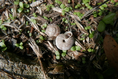Helicigona lapicida