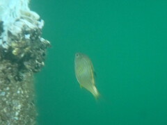 Cymatogaster aggregata