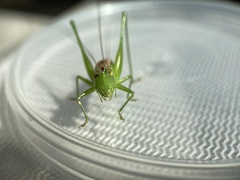 Conocephalus saltans