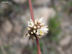 Hechtia glomerata