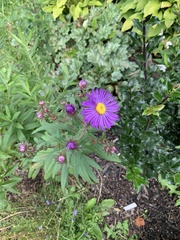 Symphyotrichum novae-angliae