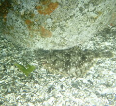 Lepidopsetta bilineata
