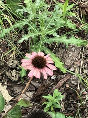 Echinacea