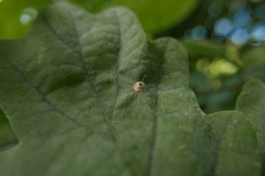 Neuroterus numismalis