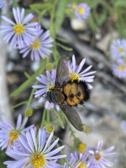 Paradejeania rutilioides