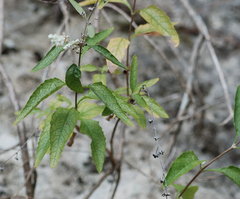 Buddleja racemosa