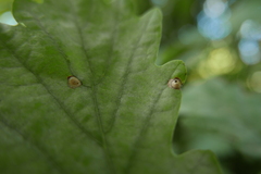 Neuroterus numismalis