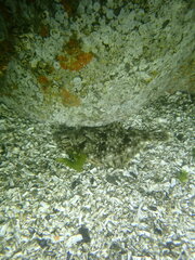 Lepidopsetta bilineata